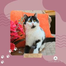 FELICE, Katze, Langhaarkatze-Mix in Bulgarien