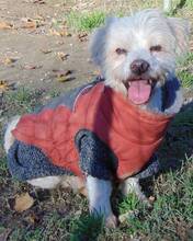 TERRY, Hund, Mischlingshund in Griechenland