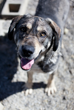 DJANGO, Hund, Mischlingshund in Rumänien