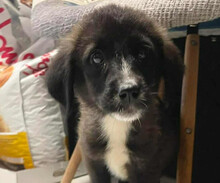 PALOMA, Hund, Mischlingshund in Griechenland