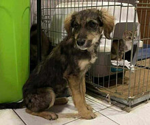 TILIA, Hund, Mischlingshund in Griechenland