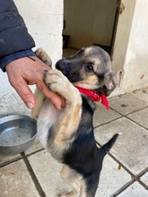 ALMA, Hund, Mischlingshund in Griechenland