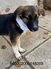 ANTON, Hund, Mischlingshund in Griechenland