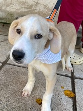 ARMANI, Hund, Mischlingshund in Griechenland