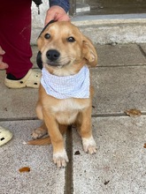 ADONIS, Hund, Mischlingshund in Griechenland