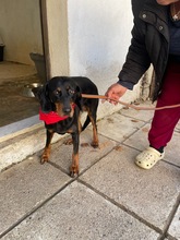 LILLITH, Hund, Bracke Mischling in Griechenland