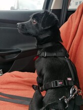 SHADOW, Hund, Mischlingshund in Mechernich