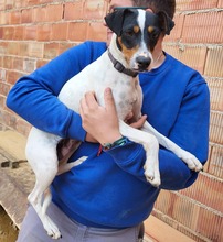MAITE, Hund, Ratonero Bodeguero Andaluz in Spanien