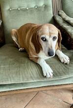 SILKE, Hund, Mischlingshund in Italien