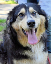 OLIVERIO, Hund, Mischlingshund in Italien