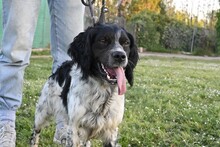 EROS, Hund, Bretonischer Vorstehhund in Italien