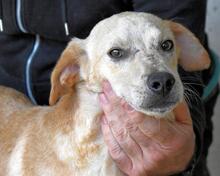 BORIS, Hund, Mischlingshund in Italien