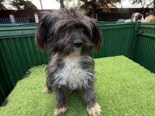 SOLINA, Hund, Mischlingshund in Rumänien