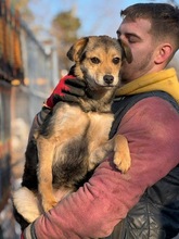 STEPHANIE, Hund, Mischlingshund in Krefeld