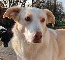 BEN, Hund, Mischlingshund in Griechenland