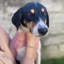 LISA, Hund, Griechische Bracke-Terrier-Mix in Berlin