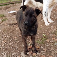 JURI, Hund, Mischlingshund in Berlin