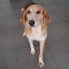 LILA, Hund, Griechische Bracke-Mix in Moers