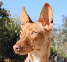 IMNA, Hund, Podenco Maneto in Spanien