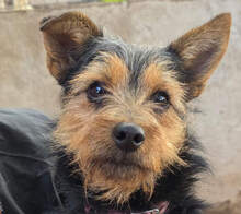 KAROL, Hund, Yorkshire Terrier Mischling in Spanien