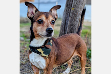 TURBO, Hund, Mischlingshund in Spanien