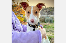 CASILLAS, Hund, Podenco-Mix in Spanien