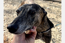 GOLFO, Hund, Galgo-Mix in Spanien