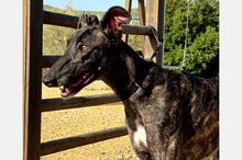 CANDELA, Hund, Galga-Mix in Spanien