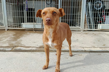 FLORA, Hund, Podenca-Mix in Spanien