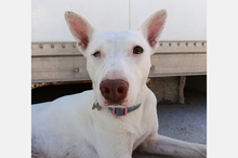 ELIOTT, Hund, Podenco-Mix in Spanien
