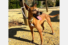 ELSA, Hund, Mischlingshund in Spanien