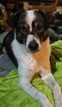 LALA, Hund, Mischlingshund in Rumänien