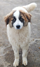 GADA, Hund, Herdenschutzhund in Rumänien