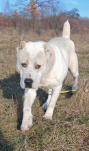 XENA, Hund, Mischlingshund in Rumänien