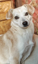 ALLY, Hund, Mischlingshund in Rumänien