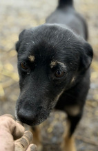 BILBO, Hund, Mischlingshund in Rumänien