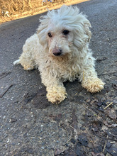 LETIZIA, Hund, Bichon à poil frisé in Rumänien