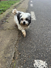 BENEDETTO, Hund, Mischlingshund in Rumänien