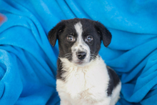 SNOW, Hund, Mischlingshund in Kroatien