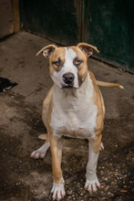 FERRO, Hund, Listenhund (Mischling) nach Anlage 1 in Kroatien