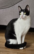 LOKI, Katze, Europäisch Kurzhaar in Königsbach-Stein