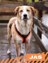 JAS, Hund, Mischlingshund in Mannheim