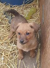 PEPPER, Hund, Mischlingshund in Rumänien