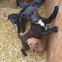 RONJA, Hund, Mischlingshund in Rumänien