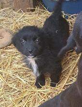 LAIKA, Hund, Mischlingshund in Rumänien