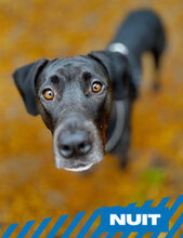 NUIT, Hund, Mischlingshund in Berlin