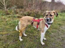 RONJA, Hund, Mischlingshund in Hoppegarten