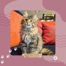 JESSY, Katze, Langhaar-Mix in Bulgarien