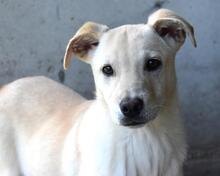 ELARO, Hund, Mischlingshund in Italien