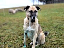 EMMY, Hund, Kaukasischer Owtcharka-Schäferhund-Mix in Großharthau-Seeligstadt